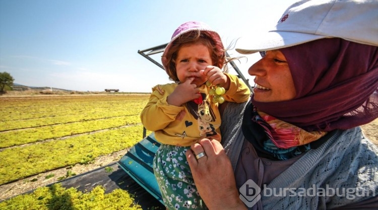 Manisa'da üzümde hasat ve kurutma mesaisi sürüyor