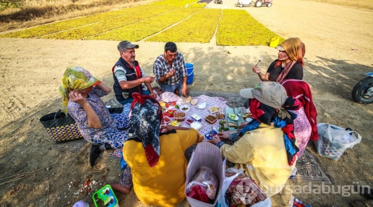 Manisa'da üzümde hasat ve kurutma mesaisi sürüyor