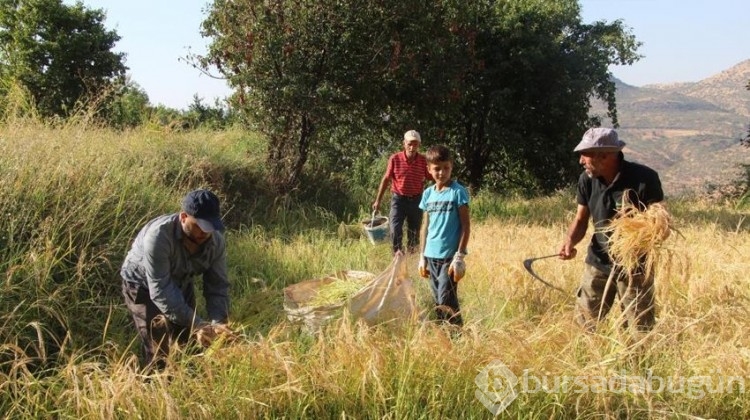 Hasat tamamen el emeği yapılıyor!