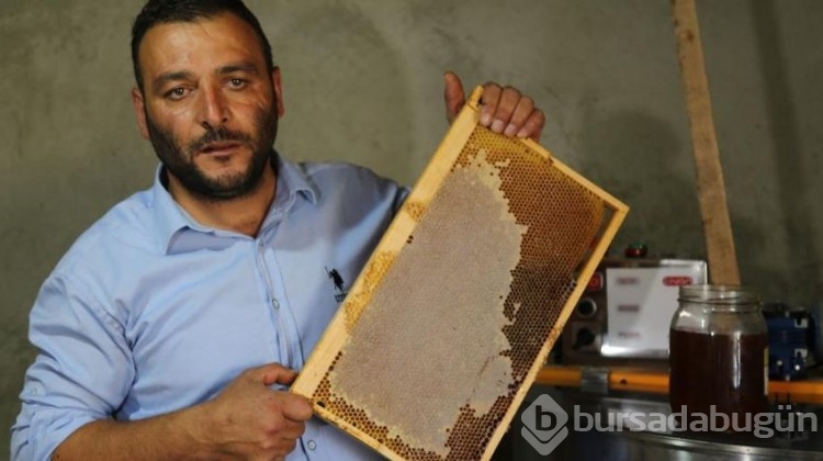 Yeşil bal 20 bin liradan alıcı buluyor!