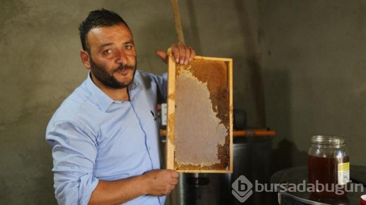 Yeşil bal 20 bin liradan alıcı buluyor!