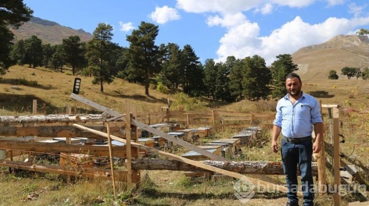 Yeşil bal 20 bin liradan alıcı buluyor!