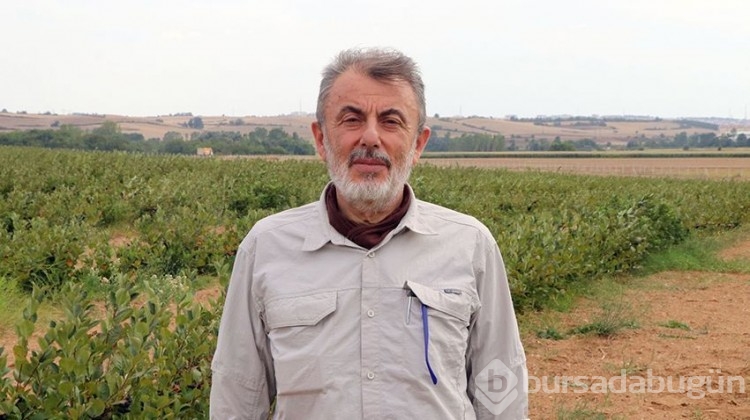 Süper meyvede hasat heyecanı