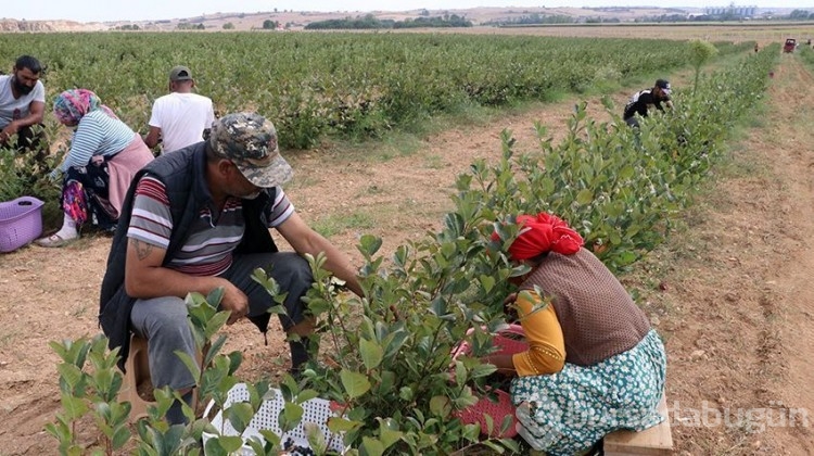 Süper meyvede hasat heyecanı