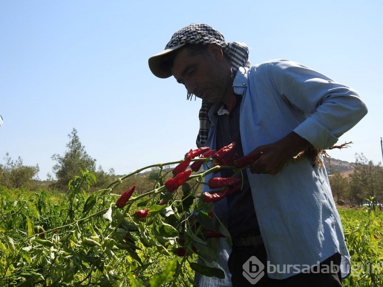 Sınırın sıfır noktasında "en acı" hasat başladı