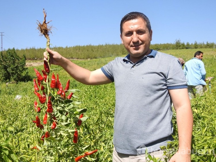 Sınırın sıfır noktasında "en acı" hasat başladı