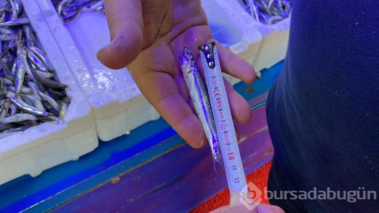 Karadeniz'de hamsi boyları küçüldü
