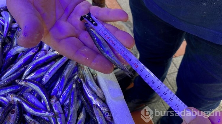 Karadeniz'de hamsi boyları küçüldü