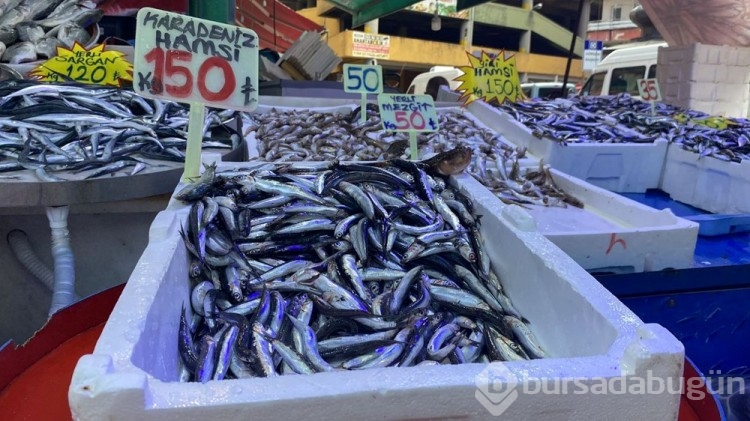 Karadeniz'de hamsi boyları küçüldü