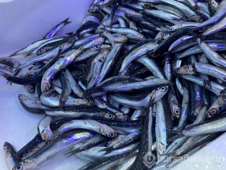 Karadeniz'de hamsi boyları küçüldü