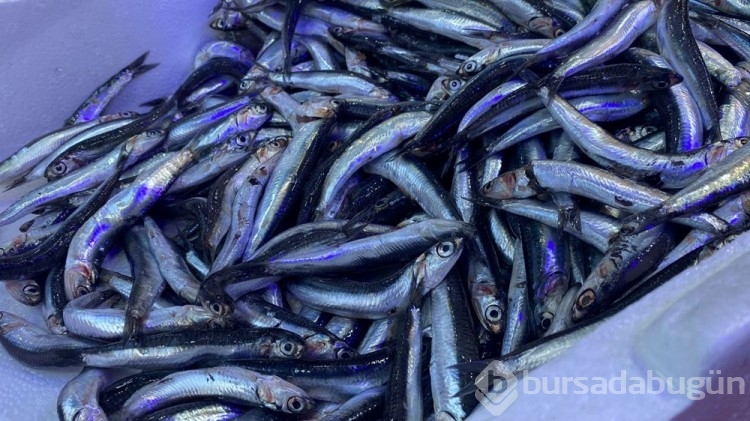 Karadeniz'de hamsi boyları küçüldü