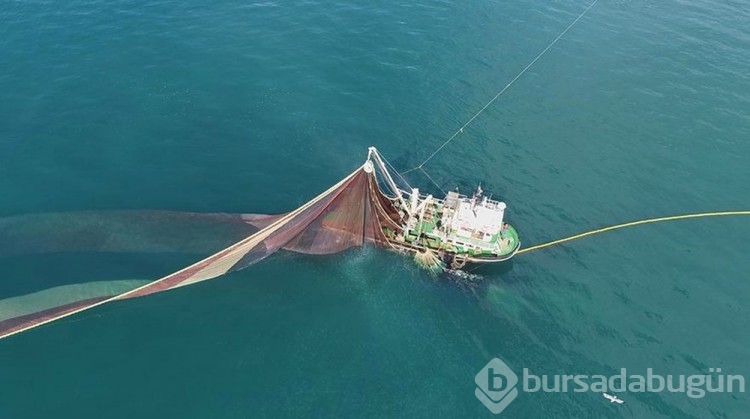Karadeniz'de hamsi boyları küçüldü