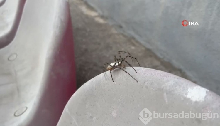 İklim krizi yeni bir örümcek getirdi