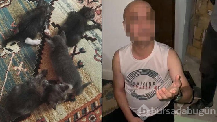 Yavru kedilere şiddet uygulayan şüpheliye para cezası
