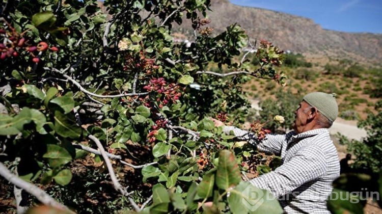 Hasat sezonu geldi: Kilosu 250 TL