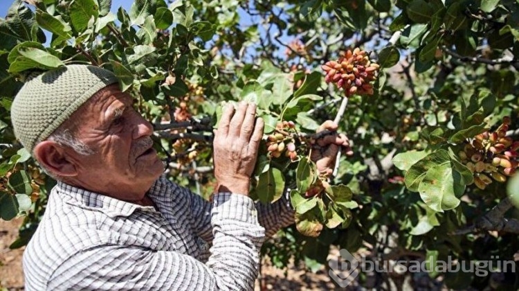 Hasat sezonu geldi: Kilosu 250 TL
