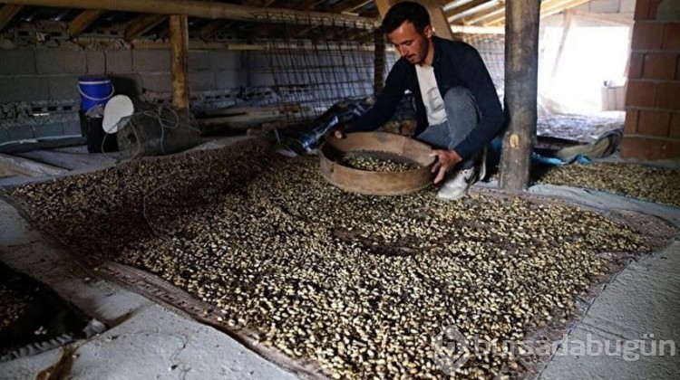 Hasat sezonu geldi: Kilosu 250 TL