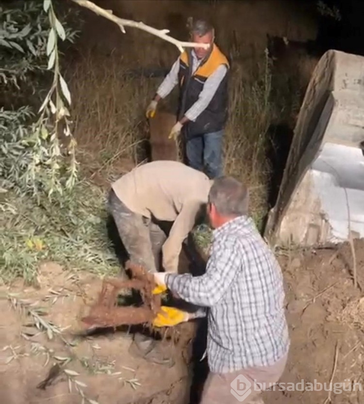 Su borusundan 15 metre ağaç kökü çıktı