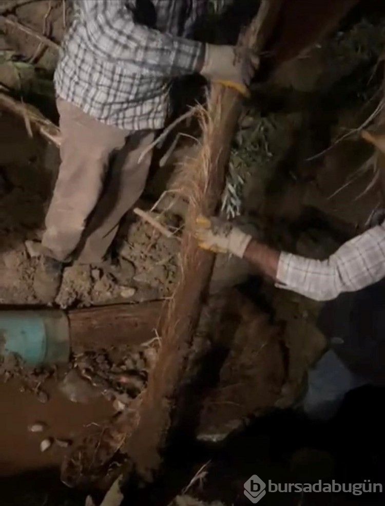 Su borusundan 15 metre ağaç kökü çıktı