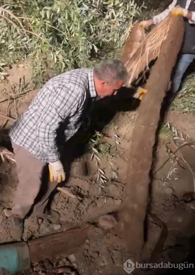 Su borusundan 15 metre ağaç kökü çıktı