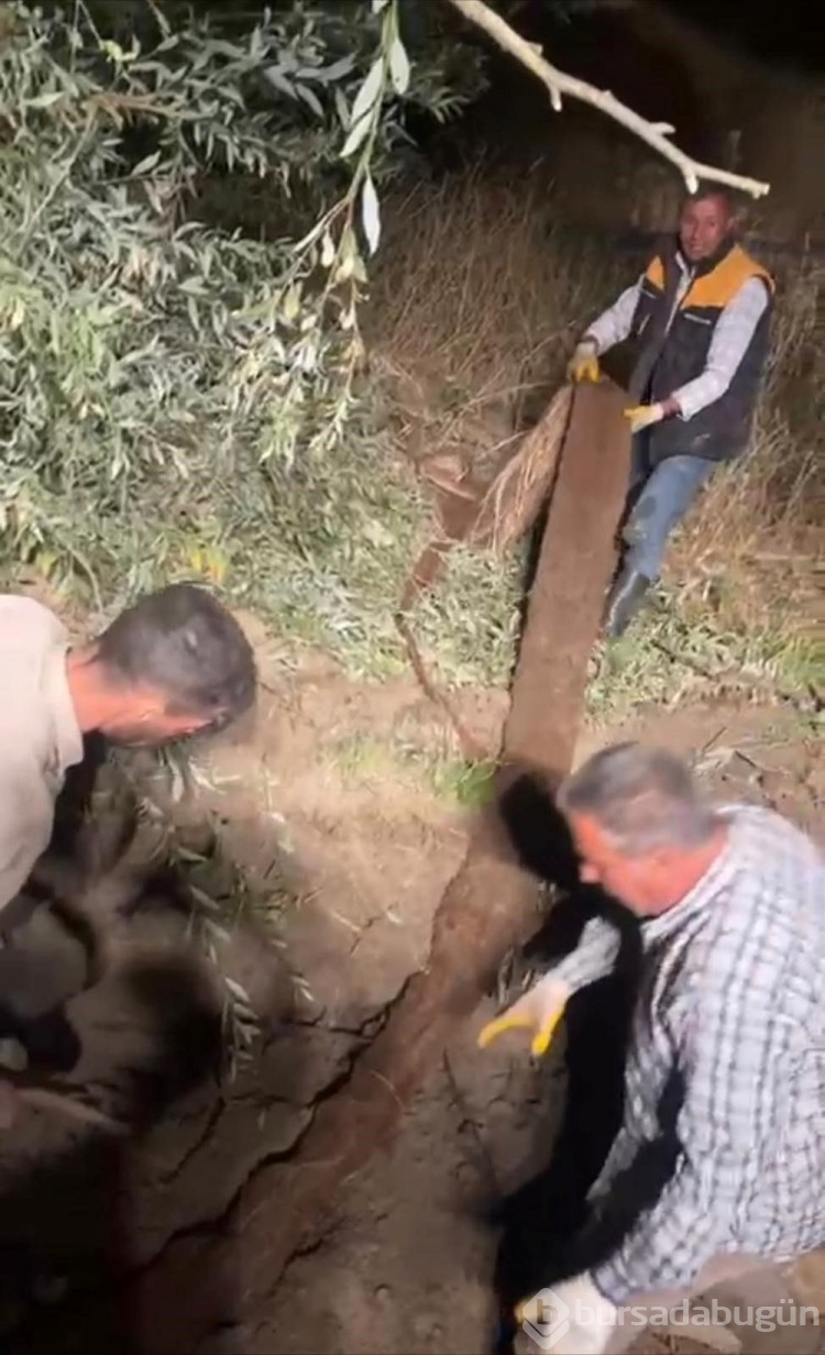 Su borusundan 15 metre ağaç kökü çıktı