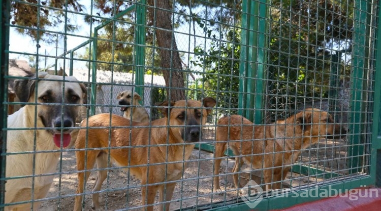 20 binin üzerinde sahipli ve sahipsiz hayvan kuduza karşı aşılandı
