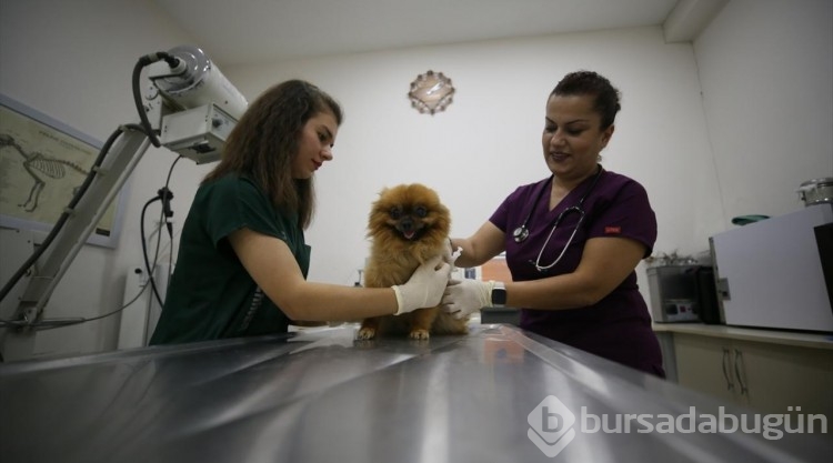 20 binin üzerinde sahipli ve sahipsiz hayvan kuduza karşı aşılandı
