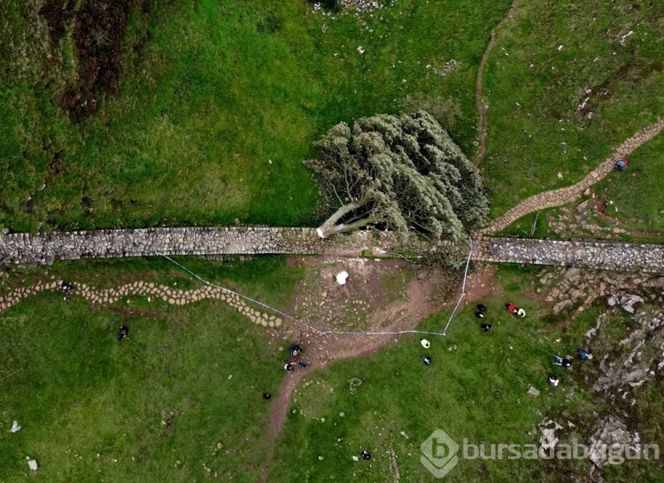 16 yaşındaki çocuk İngiltere'nin simge ağacını kesti