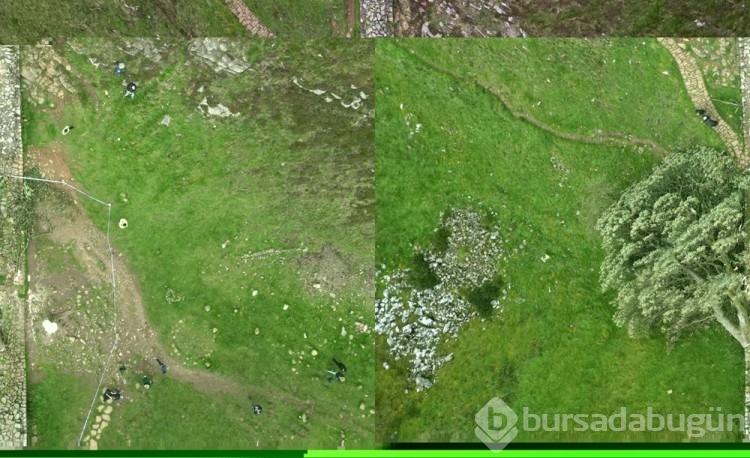 16 yaşındaki çocuk İngiltere'nin simge ağacını kesti