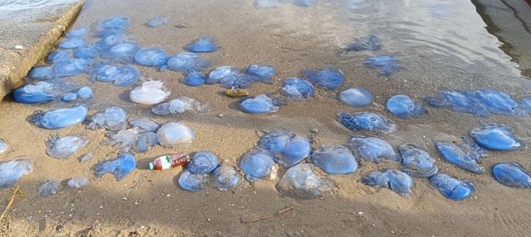 Mavi denizanaları Foçalıları tedirgin ediyor
