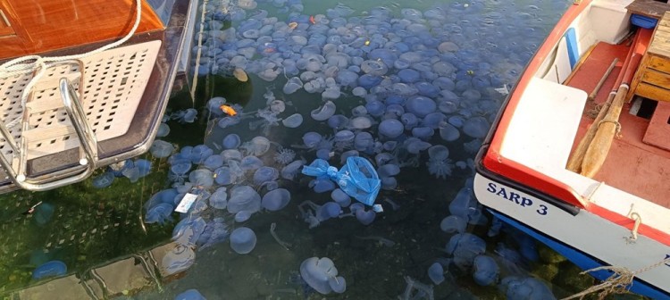 Mavi denizanaları Foçalıları tedirgin ediyor