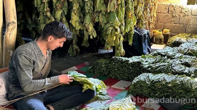 Tüm köy geçimini bu işten sağlıyor... Kultik'te hasat zamanı!