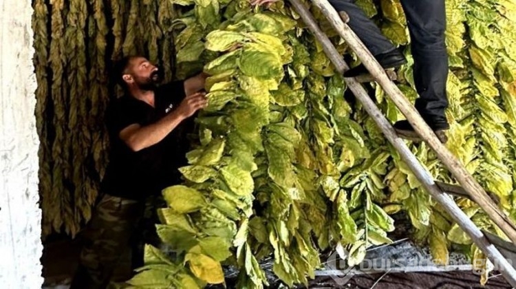 Tüm köy geçimini bu işten sağlıyor... Kultik'te hasat zamanı!