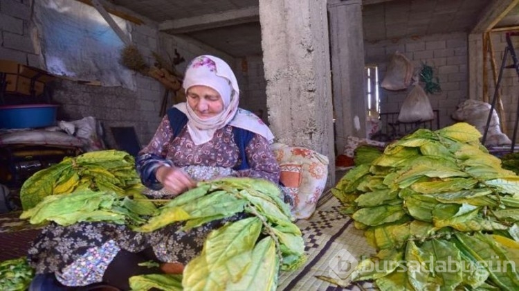 Tüm köy geçimini bu işten sağlıyor... Kultik'te hasat zamanı!