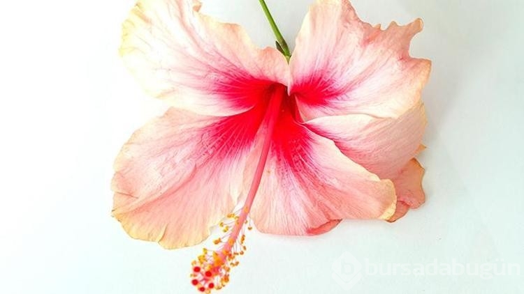 Hibiskusla cilde iyi gelecek 5 ipucu