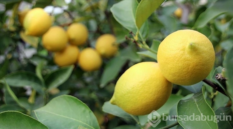 TZOB: Limonda üretici-market fiyat farkı yüzde 338,3