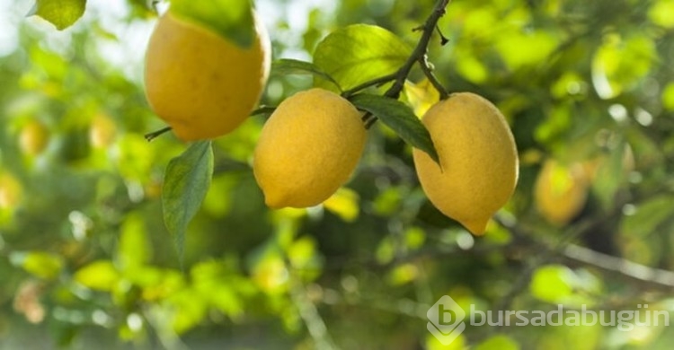 TZOB: Limonda üretici-market fiyat farkı yüzde 338,3