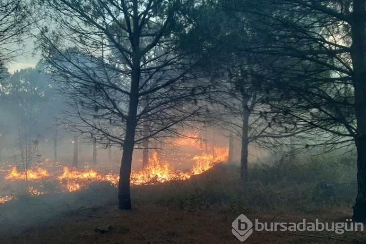 Çanakkale'de orman yangını