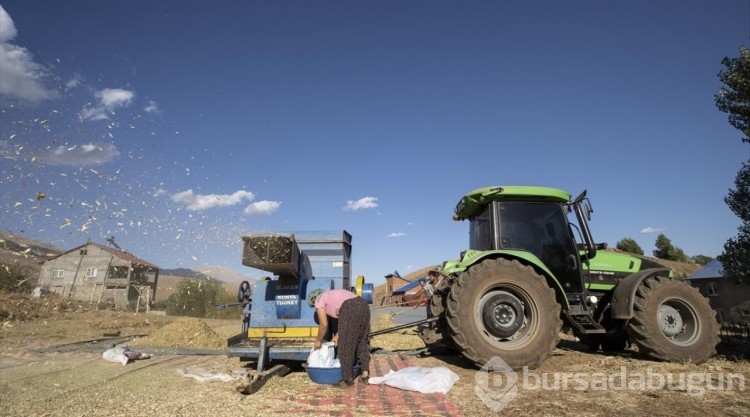 Ovacık'ta 205 çiftçi 3 bin 671 dekarda fasulye üretiyor