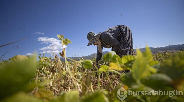 Ovacık'ta 205 çiftçi 3 bin 671 dekarda fasulye üretiyor
