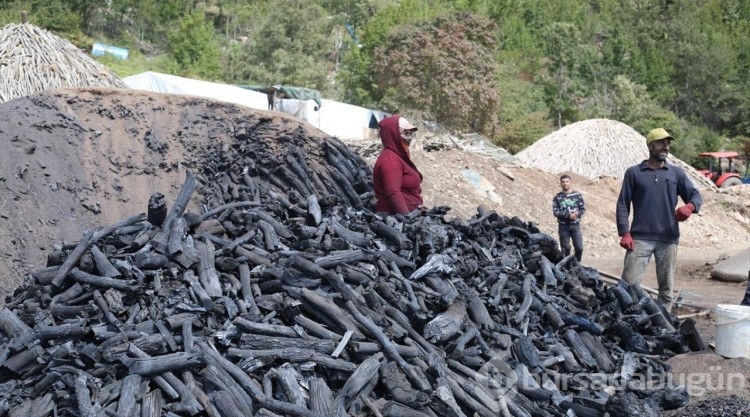 Orman yapısıyla uyumsuz ağaçlar mangal kömürüne dönüştürülüyor