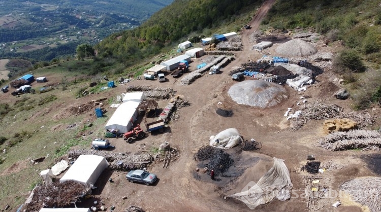 Orman yapısıyla uyumsuz ağaçlar mangal kömürüne dönüştürülüyor
