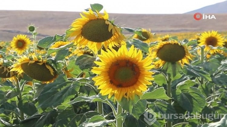 72 bin dekar alanda ekilen ayçiçeğinde 22 bin dönümlük artış!