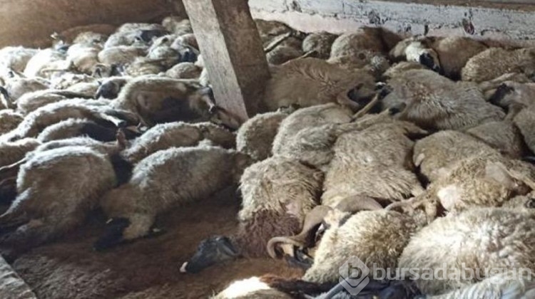 Ahırda gördüğü manzara ile dehşete düştü!