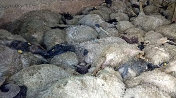Ahırda gördüğü manzara ile dehşete düştü!