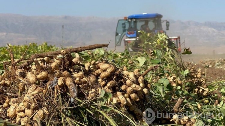 Terörden temizlenen bölgede hasat heyecanı!