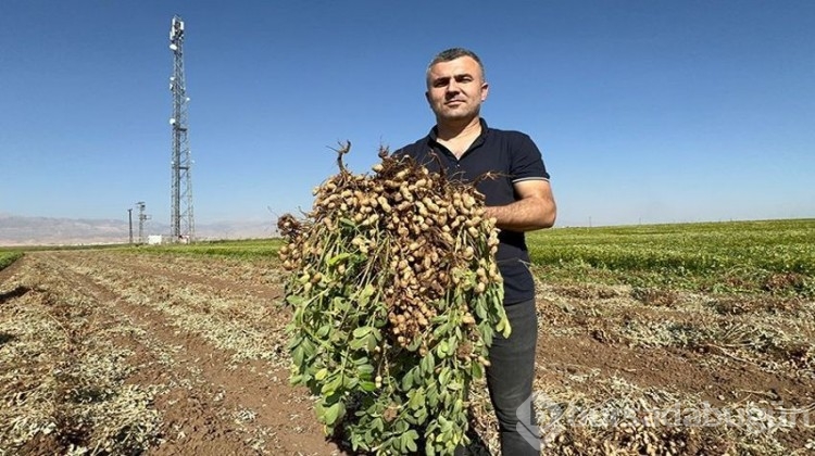 Terörden temizlenen bölgede hasat heyecanı!