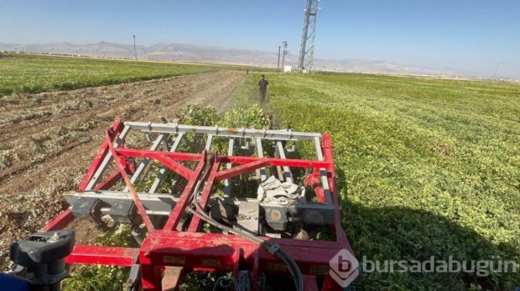 Terörden temizlenen bölgede hasat heyecanı!