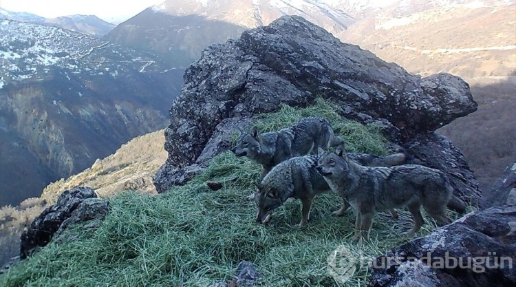 Canlı türleri fotokapanlarla kayıt altına alındı