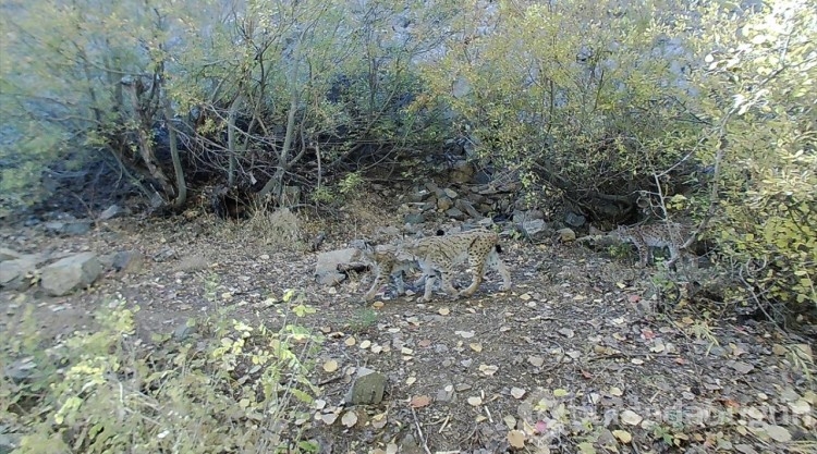 Canlı türleri fotokapanlarla kayıt altına alındı